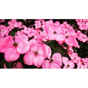 Cornus florida L. (Cornouiller à fleurs d'Amérique)