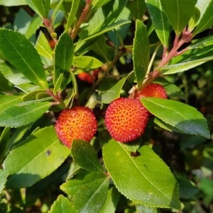 Photographie n°2266683 du taxon Arbutus unedo L. [1753]