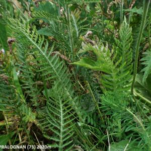 Photographie n°2266688 du taxon Achillea distans subsp. tanacetifolia (All.) Janch. [1942]