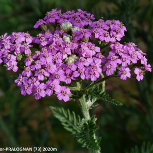 Photographie n°2266689 du taxon Achillea distans subsp. tanacetifolia (All.) Janch. [1942]