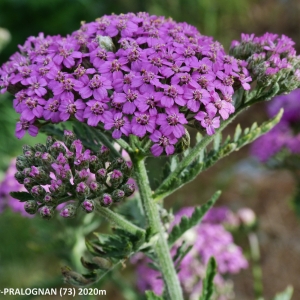 Photographie n°2266690 du taxon Achillea distans subsp. tanacetifolia (All.) Janch. [1942]