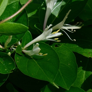 Photographie n°2266764 du taxon Lonicera japonica Thunb. [1784]