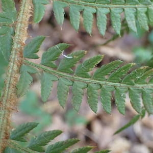 Photographie n°2266793 du taxon Polystichum setiferum (Forssk.) T.Moore ex Woyn. [1913]