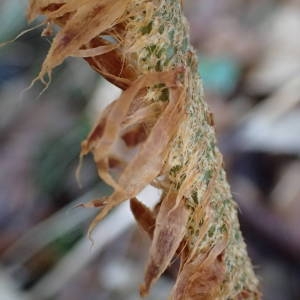 Photographie n°2266795 du taxon Polystichum setiferum (Forssk.) T.Moore ex Woyn. [1913]