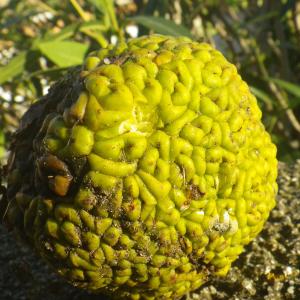 Photographie n°2266885 du taxon Maclura pomifera (Raf.) C.K.Schneid. [1906]