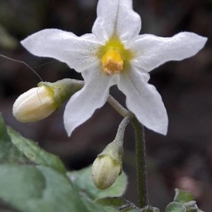 Photographie n°2266930 du taxon Solanum nigrum L. [1753]