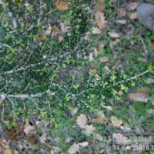 Photographie n°2266938 du taxon Asparagus acutifolius L. [1753]