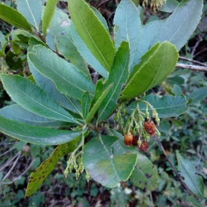 Photographie n°2266943 du taxon Arbutus unedo L. [1753]