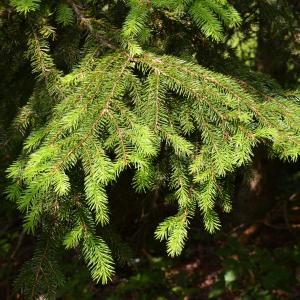 Photographie n°2266965 du taxon Picea abies (L.) H.Karst. [1881]