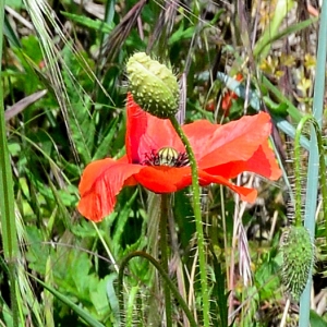 Photographie n°2266990 du taxon Papaver rhoeas L. [1753]