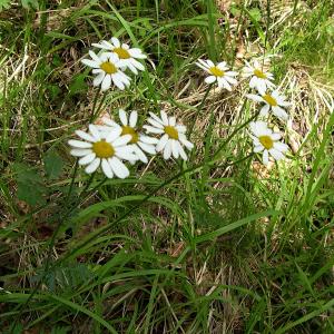 Photographie n°2266996 du taxon Tanacetum corymbosum (L.) Sch.Bip. [1844]