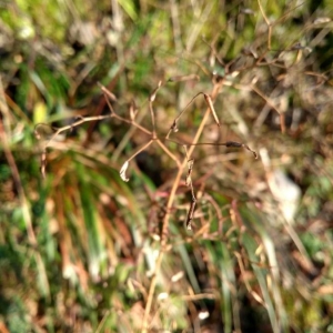 Photographie n°2267029 du taxon Lactuca muralis (L.) Gaertn. [1791]