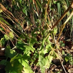 Photographie n°2267030 du taxon Lactuca muralis (L.) Gaertn. [1791]