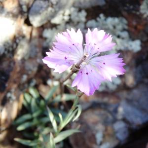 Dianthus chinensis L.