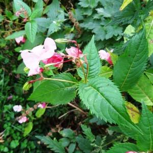 Photographie n°2267059 du taxon Impatiens glandulifera Royle [1833]