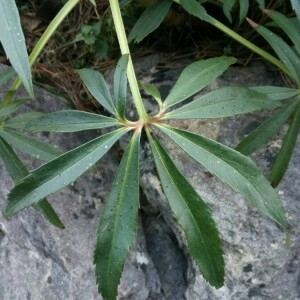 Photographie n°2267091 du taxon Helleborus foetidus L. [1753]