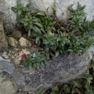 Photographie n°2267119 du taxon Centranthus ruber (L.) DC. [1805]