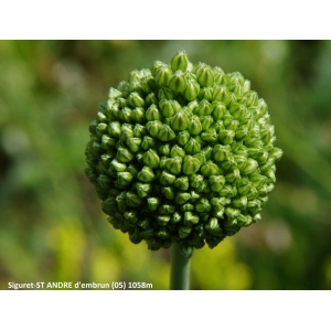 Allium scaberrimum J.Serres (Ail très rude)