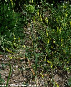 Dominique Duveau, le  7 juillet 2014 (05200 Saint-André-d'Embrun, France (seguret))