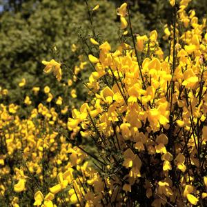 Photographie n°2267132 du taxon Cytisus scoparius (L.) Link [1822]