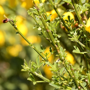 Photographie n°2267133 du taxon Cytisus scoparius (L.) Link [1822]