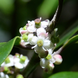 Photographie n°2267135 du taxon Ilex aquifolium L. [1753]