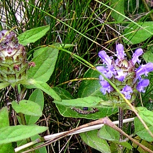 Photographie n°2267143 du taxon Prunella vulgaris L. [1753]