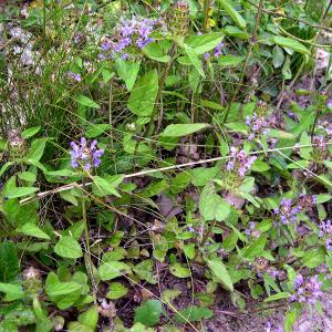 Photographie n°2267144 du taxon Prunella vulgaris L. [1753]