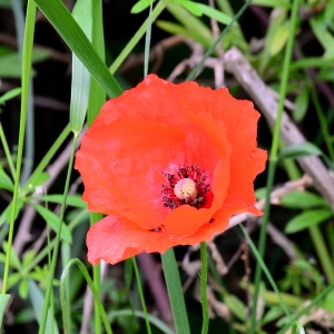 Photographie n°2267147 du taxon Papaver rhoeas L. [1753]