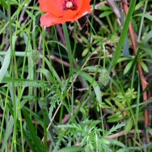 Photographie n°2267148 du taxon Papaver rhoeas L. [1753]