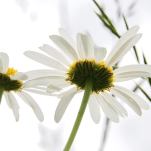 Photographie n°2267154 du taxon Leucanthemum vulgare Lam. [1779]