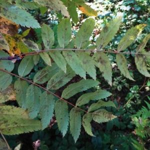 Photographie n°2267172 du taxon Sorbus aucuparia L. [1753]