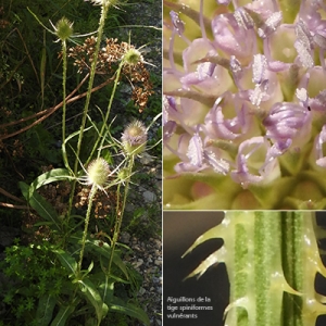 Photographie n°2267188 du taxon Dipsacus fullonum L. [1753]