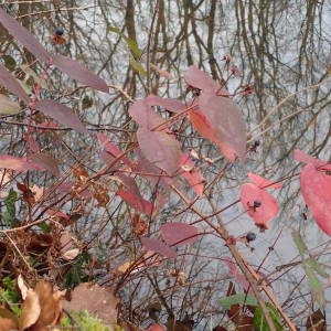 Photographie n°2267190 du taxon Hypericum androsaemum L. [1753]