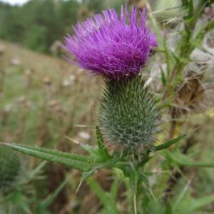 Photographie n°2267241 du taxon Cirsium vulgare subsp. vulgare 