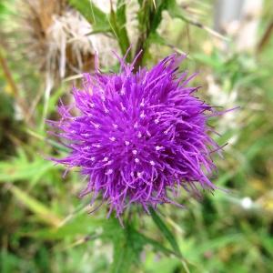 Photographie n°2267242 du taxon Cirsium vulgare subsp. vulgare 