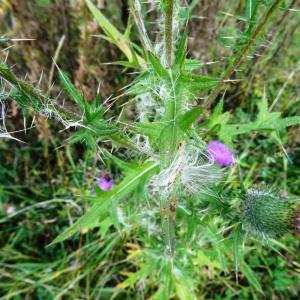 Photographie n°2267243 du taxon Cirsium vulgare subsp. vulgare 