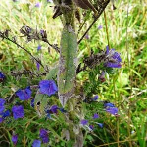 Photographie n°2267248 du taxon Echium vulgare var. vulgare 