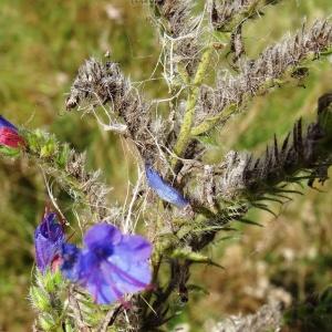 Photographie n°2267249 du taxon Echium vulgare var. vulgare 