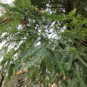 Photographie n°2267290 du taxon Sequoia sempervirens (D.Don) Endl. [1847]