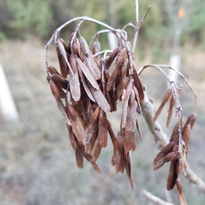 Photographie n°2267299 du taxon Fraxinus excelsior L. [1753]