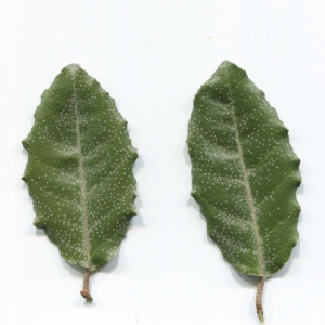 Photographie n°2267307 du taxon Elaeagnus macrophylla Thunb. [1784]