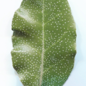 Photographie n°2267310 du taxon Elaeagnus macrophylla Thunb. [1784]