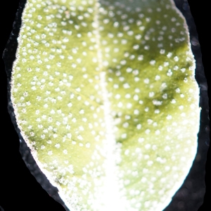 Photographie n°2267324 du taxon Elaeagnus macrophylla Thunb. [1784]
