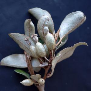 - Elaeagnus macrophylla Thunb. [1784]
