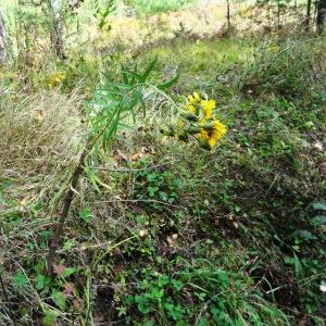 Photographie n°2267347 du taxon Hieracium umbellatum L. [1753]