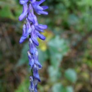 Photographie n°2267356 du taxon Vicia cracca L. [1753]