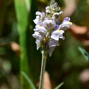 Photographie n°2267371 du taxon Linaria repens (L.) Mill. [1768]