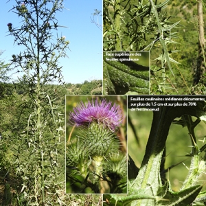 Photographie n°2267393 du taxon Cirsium vulgare subsp. vulgare 