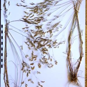 Photographie n°2267408 du taxon Corynephorus divaricatus (Pourr.) Breistr. [1950]